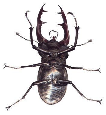 Stag beetle Lucanus cervus isolated on white background clipart