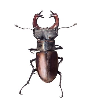 Stag beetle Lucanus cervus isolated on white background clipart