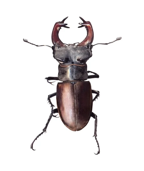 Stag beetle Lucanus cervus isolated on white background — Stock Photo, Image