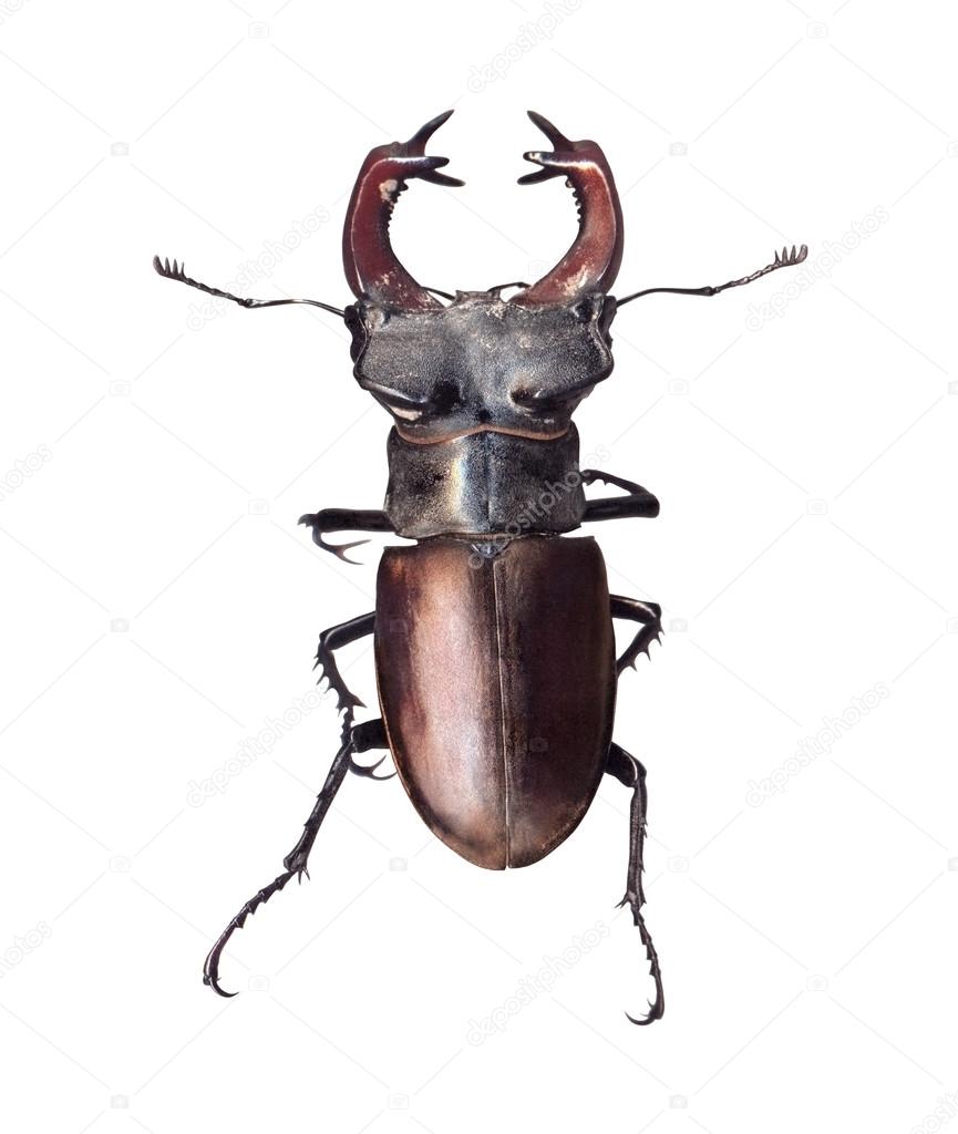 Stag beetle Lucanus cervus isolated on white background
