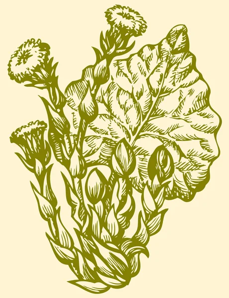 Dibujo vectorial. Primaveras Coltsfoot (Tussilago Farfara ) — Archivo Imágenes Vectoriales