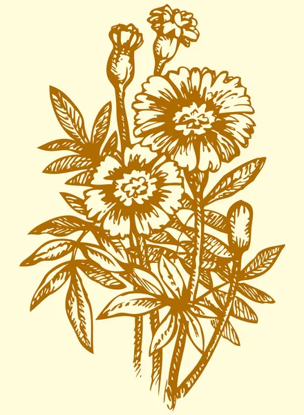 Le dessin vectoriel. Floraison jaune vif Tagetes — Image vectorielle