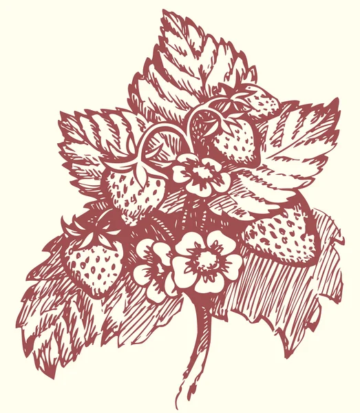 Dibujo vectorial. Arbusto de fresa con flores y bayas — Vector de stock