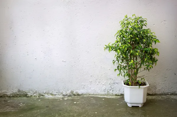 Μικρό δέντρο σε λευκό κατσαρόλα σε φόντο τοίχο — Φωτογραφία Αρχείου