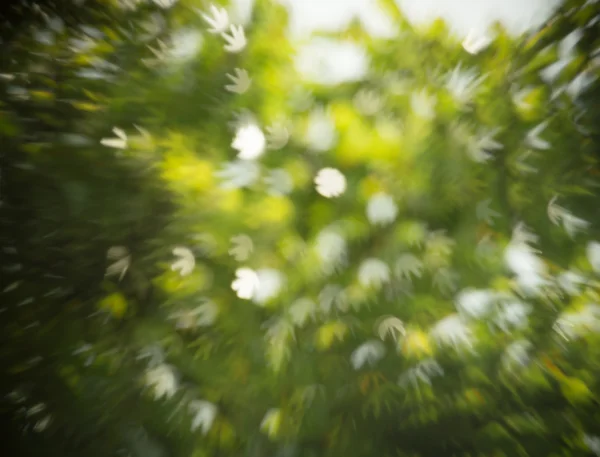 Абстрактный фон зеленой листвы с фигурой боке — стоковое фото