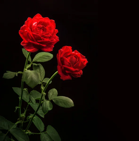 Red roses on black background — Stock Photo, Image