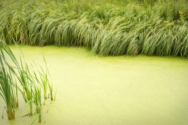 竹やぶに縁取られたウキクサ池の自然な背景 — ストック写真