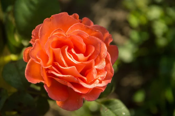 Vibrant coral rose covered with dew — Stock Photo, Image