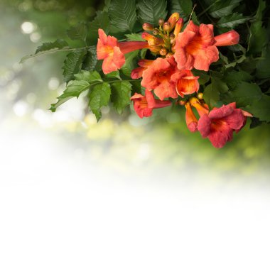 Beyaz arka plan üzerinde izole campsis radicans çiçekler