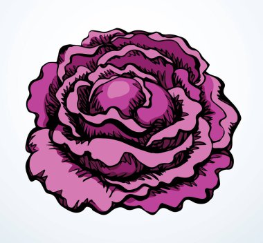 Yakın plan taze, taze, karalahana çiçeği diyeti, sağlık mutfağı akşam yemeği için kağıt kaplama arka plan. Parlak kırmızı el çizimi amblem logosu klasik sanat karalama çizgisi baskı biçimi