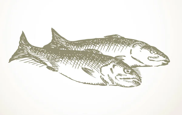 Línea Tinta Negra Dibujado Mano Gran Lago Simple Crudo Cyprinus — Archivo Imágenes Vectoriales