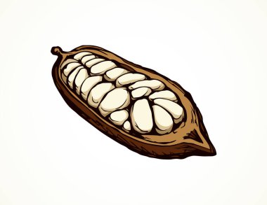 Büyük eski kuru theobroma beyaz zemin üzerinde ayarlayın. Parlak bej renkli el çizilmiş menü nesne logo pictogram amblem tasarım kroki resimli kağıt alanı metin için. Yakın çekim görünümü