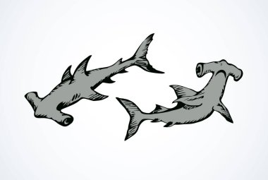 Beyaz arka planda büyük bonnethead Sphyrna mokarran. Çizgisiz, lineer, siyah el çizilmiş resim logosu çizilmiş. Resim retro doodle hatlarıyla çizilmiş. Grafik tarzı kalemle kağıda yazılmış. Metin için boşluk ile yakın plan görüntüle