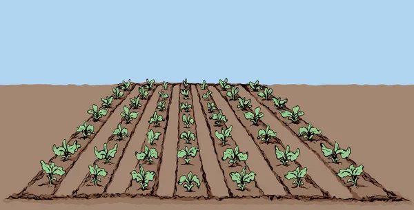 Eco Verde Temprano Exuberante Legumbre Soja Madura Cultivo Flora Del — Archivo Imágenes Vectoriales