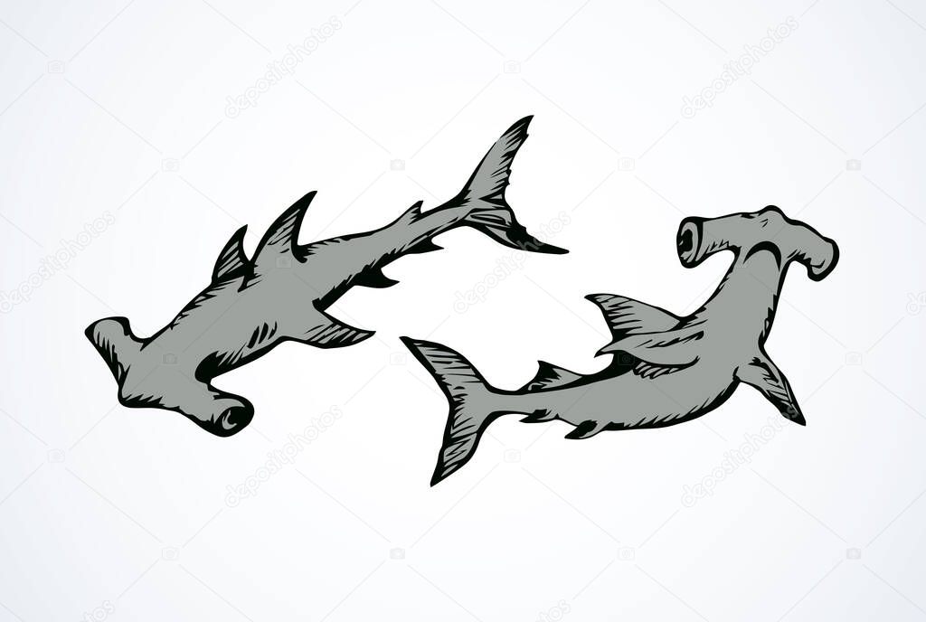 Great bonnethead Sphyrna mokarran on white backdrop. Freehand linear black ink hand drawn picture logo sketchy in art retro doodle contour graphic style pen on paper. View closeup with space for text