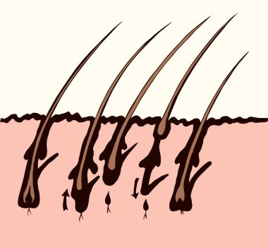 Gözenekli organ biyolojisi faz şeması beyaz kağıt metinde izole edilmiş. Çizgi siyah el lazer dermal medulla korteks güzellik logosu tasarımı modern sanat karikatür tarzında çizilmiş. Bölüm görünümünü kapat