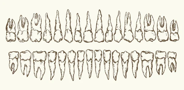 Propre Adulte Bouche Amorti Schéma Mise Page Élément Lumière Texte — Image vectorielle