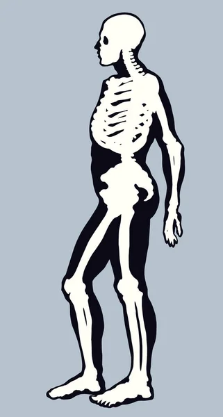 Antika Sağlıklı Yetişkin Erkek Figürü Omurga Elementinin Beyaz Metin Alanı — Stok Vektör