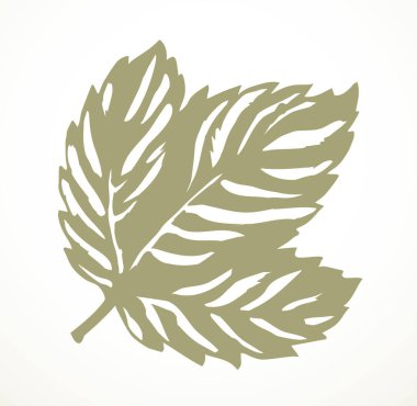 Taslak siyah mürekkep çizili amblem etiket tasarımı retro sanat doodle çizim çizim biçimi. Makro görüntüyü kapat. Büyük, sulu, taze, şarap damarı broşürü objesi. Açık kağıt metin alanı arkaplanı