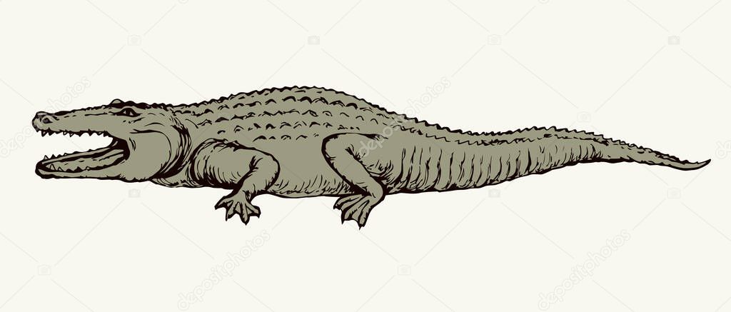 Squamate nile old giant rough scaly green Crocodylia paws on sand text space. Freehand outline dark black ink hand drawn zoo emblem pictogram design. Retro art doodle paper cartoon engrave print style