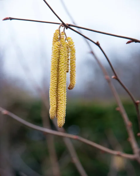 Grote Rijpe Verse Volle Licht Droge Cobnut Staart Bio Eco — Stockfoto