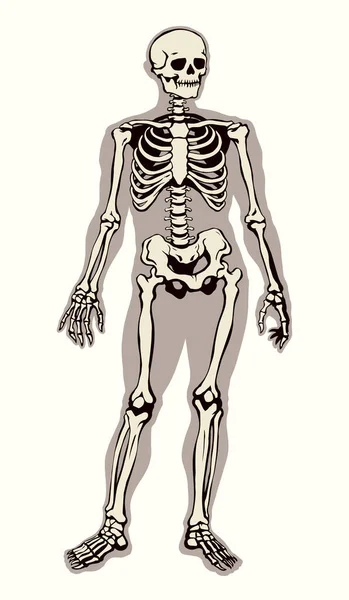 Antique Santé Adulte Mâle Figure Vertébrale Élément Péroné Debout Sur — Image vectorielle