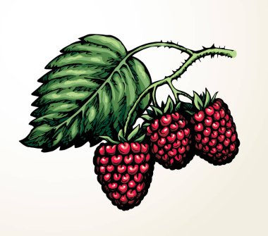 Parlak el, çiğ kırmızı Razz dalı çelenk çiçek çiftliği amblemi pictogram tasarımı retro sanat doodle outline baskı tarzı. Biyolojik Çevre Sağlığı tatlı sezonu bitkisel bitki örtüsü kağıt metin alanı arkaplanı