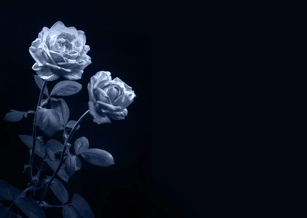 Two bright red roses on long stems with green leaves at night lighting with space for text on black backdrop. CloseCloseup vivid pink color beauty big full soft head stem green leaf deep light text space pattern. Close up sad loss old dead tragic mem