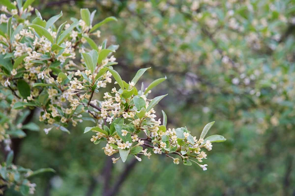 Little Fresh Bright Bio Eco Bud Eat Blur Sunny Day — Photo