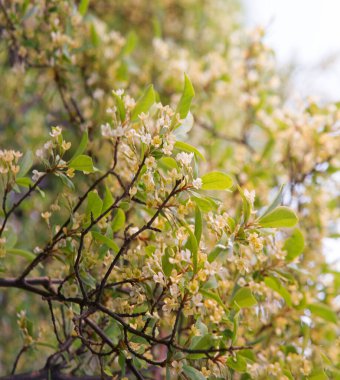 Küçük parlak biyo-eko tomurcuğu güneşli bir günün arka planında bulanık bir mesaj alanı yiyor. Ayrıntılı olarak soyut manzara güzellik kırsal ahşap ekolojisi. Bir çok büyük sarı polen tohumu tohumu ekin biçimi.