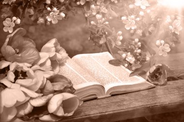 Grunge age dirty worn rough pray white desk space. God prayer holy joy happy gospel culture literary bright glow sun light love fresh apple tree plant branch red bloom bud gift art still life concept