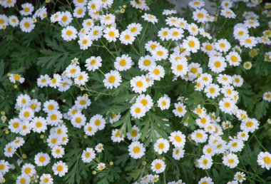 Eski retro sanat yumuşak sonbahar pastel mor aroma yığını metin kopyalama alanı. Güzel, kırsal festival. Parlak, bereketli bahar tomurcukları. Dekor, kutlama günü hediye kartı.