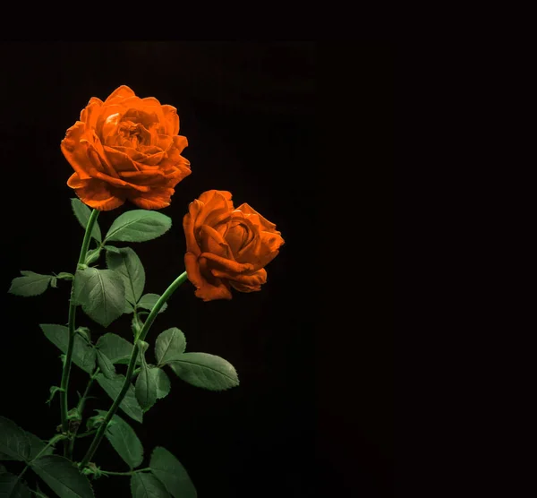 Närbild Levande Rosa Färg Skönhet Stor Full Mjuk Huvud Stjälk — Stockfoto