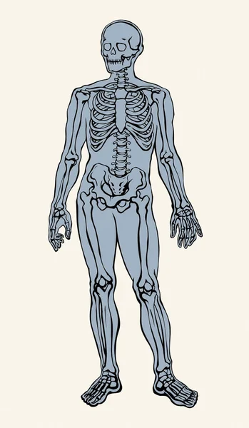 Antieke Gezondheid Volwassen Mannelijke Figuur Wervelfibula Element Staan Witte Tekstruimte — Stockvector