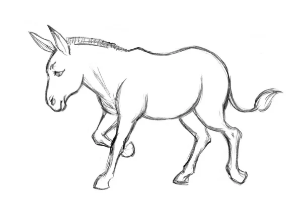 Vista Lateral Lindo Viejo Divertido Caballo Potro Crin Pony Mascota — Foto de Stock