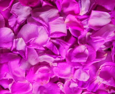 Eski retro sanat yumuşak sonbahar pastel mor aroma yığını metin kopyalama alanı. Güzel, kırsal festival. Parlak, bereketli bahar tomurcukları. Dekor, kutlama günü hediye kartı.