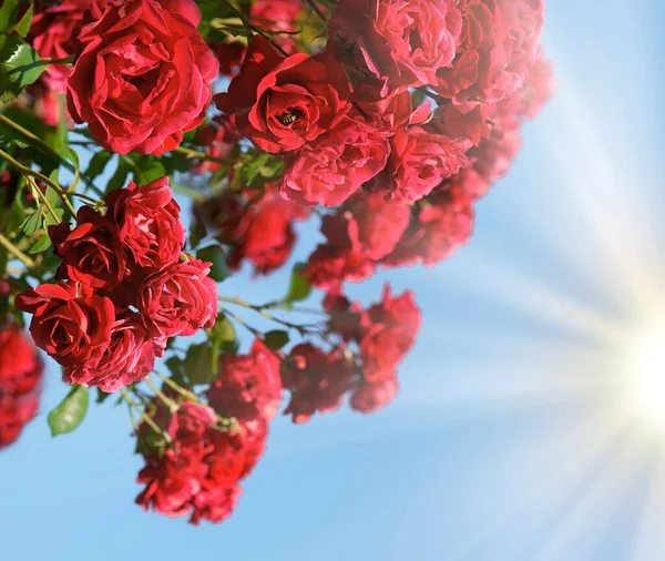Alte Retro Kunst Ländliche Weiche Sonne Helle Rosa Farbe Aroma — Stockfoto