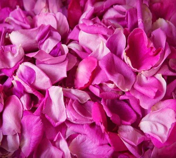 예술의 부드러운 파스텔 보라색 향기가 공간을 놓았습니다 아름답고 우거진 꽃봉오리 — 스톡 사진