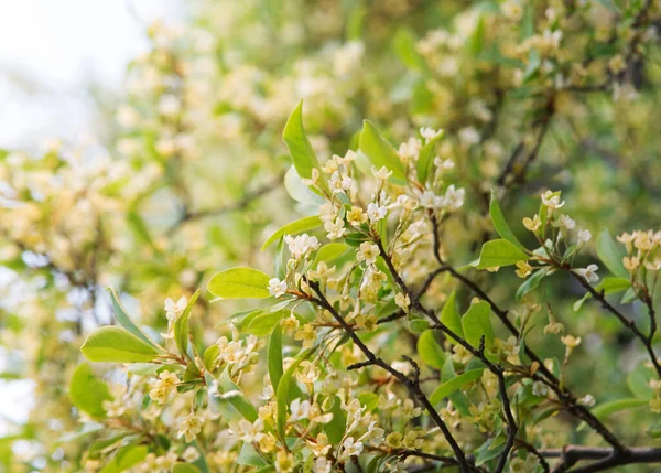 Little Fresh Bright Bio Eco Bud Eat Blur Sunny Day — Stockfoto