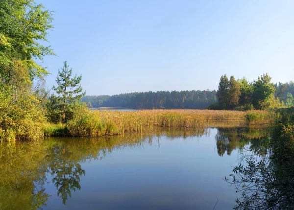 Bright Blue Quiet Yellow Sun Brook Bog Riverbank Cane Reed — Foto de Stock