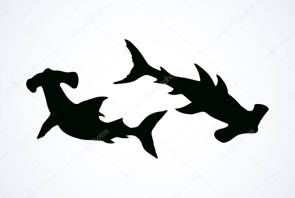 Great bonnethead Sphyrna mokarran on white backdrop. Dark ink hand drawn picture logo emblem pictogram in art retro contour etching print style. View closeup with space for text