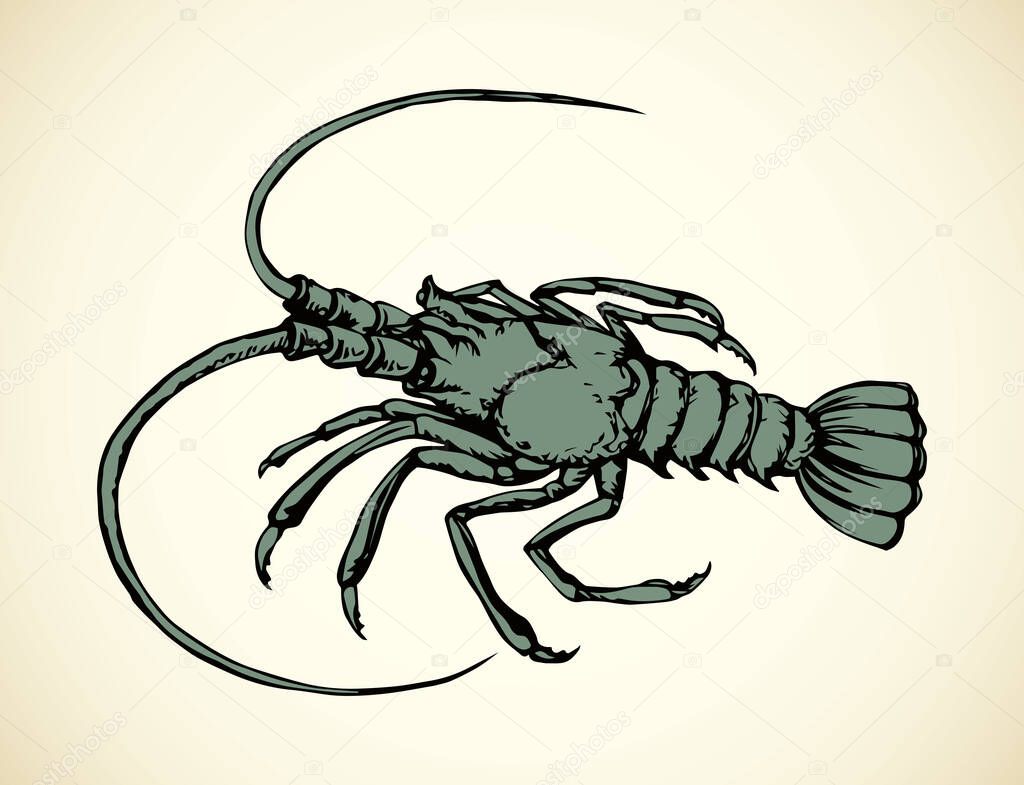 Big old grey anthropod panulirus mudbug set isolated on white background. Freehand bright color hand drawn picture logo sketchy in art cartoon retro style. Closeup view with space for text