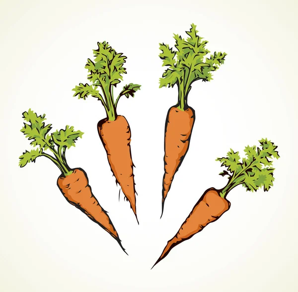 Érett Friss Nedvdús Vörös Daucus Carota Haulm Söntés Elszigetelt Fehér — Stock Vector