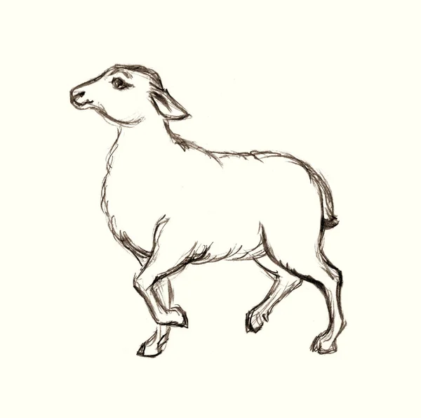 Side View Cute Funny Small Goat Kid Leg Look Ranch — Stockfoto