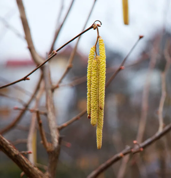 Grote Rijpe Verse Volle Licht Droge Cobnut Staart Bio Eco — Stockfoto