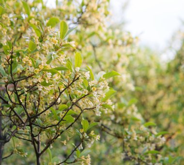 Küçük parlak biyo-eko tomurcuğu güneşli bir günün arka planında bulanık bir mesaj alanı yiyor. Ayrıntılı olarak soyut manzara güzellik kırsal ahşap ekolojisi. Bir çok büyük sarı polen tohumu tohumu ekin biçimi.