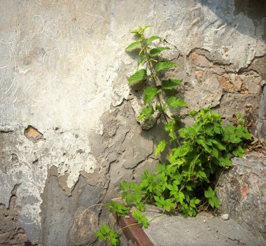 Closeup retro age rural urban rustic village rough grunge cement barn dioica herbal sun scene text space. Close up bright lush bloom seed vine branch bio eco wild grass park way day scenic view symbol