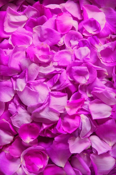 예술의 부드러운 파스텔 보라색 향기가 공간을 놓았습니다 아름답고 우거진 꽃봉오리 — 스톡 사진