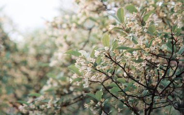 Küçük parlak biyo-eko tomurcuğu güneşli bir günün arka planında bulanık bir mesaj alanı yiyor. Ayrıntılı olarak soyut manzara güzellik kırsal ahşap ekolojisi. Bir çok büyük sarı polen tohumu tohumu ekin biçimi.