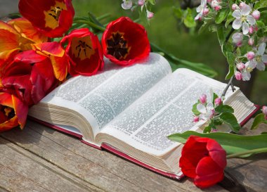 Pis, pis, yıpranmış, beyaz masa boşluğu. Tanrı 'ya dua et kutsal sevinç kutsal gospel kültürü edebi parlak güneş ışığı taze elma ağacı dalı kırmızı tomurcuk hediye sanat hala hayat konsepti